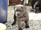 Çi̇ftli̇ği̇mi̇zden Irk Garanti̇li̇ Cane Corso Yavrular
