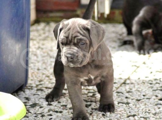 Çi̇ftli̇ği̇mi̇zden Irk Garanti̇li̇ Cane Corso Yavrular görsel