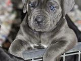 Çi̇ftli̇ği̇mi̇zden Irk Garanti̇li̇ Cane Corso Yavrular
