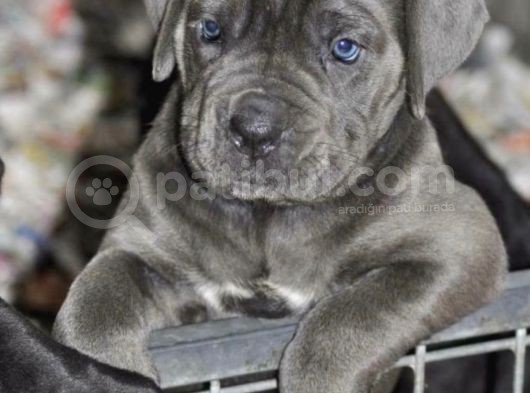 Çi̇ftli̇ği̇mi̇zden Irk Garanti̇li̇ Cane Corso Yavrular