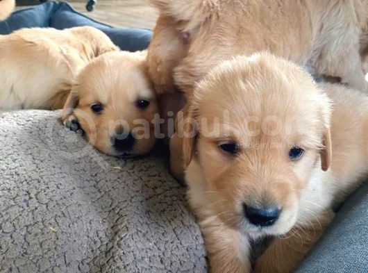 Çi̇ftli̇ği̇mi̇zden Irk Garanti̇li̇ Golden Yavrular görsel