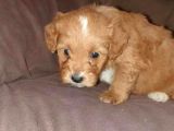 Üreti̇m Çi̇ftli̇ği̇mi̇zden Malti̇poo Yavrular