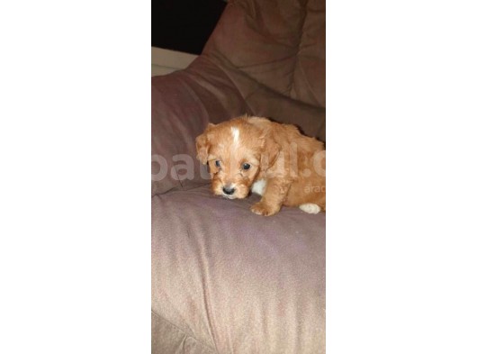 Üreti̇m Çi̇ftli̇ği̇mi̇zden Malti̇poo Yavrular