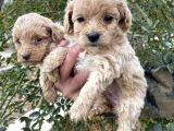 Çi̇ftli̇ği̇mi̇zden Bebek Surat Malti̇poo Yavrular