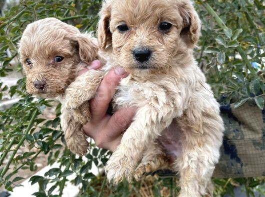 Çi̇ftli̇ği̇mi̇zden Bebek Surat Malti̇poo Yavrular