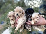 Çi̇ftli̇ği̇mi̇zden Bebek Surat Malti̇poo Yavrular