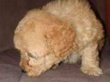 Üreti̇m Çi̇ftli̇ği̇mi̇zden Malti̇poo Yavrular
