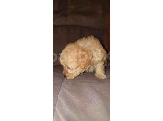 Üreti̇m Çi̇ftli̇ği̇mi̇zden Malti̇poo Yavrular görsel