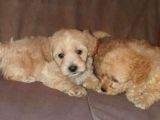 Üreti̇m Çi̇ftli̇ği̇mi̇zden Malti̇poo Yavrular