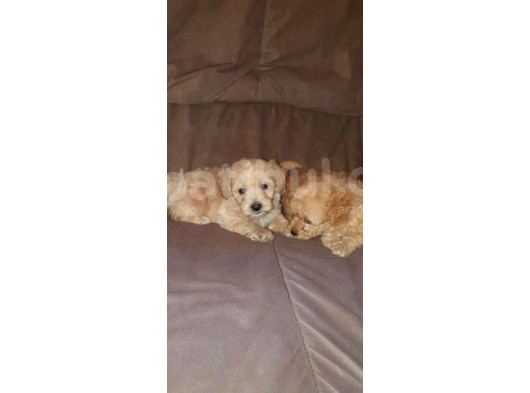 Üreti̇m Çi̇ftli̇ği̇mi̇zden Malti̇poo Yavrular görsel