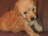 Üreti̇m Çi̇ftli̇ği̇mi̇zden Malti̇poo Yavrular