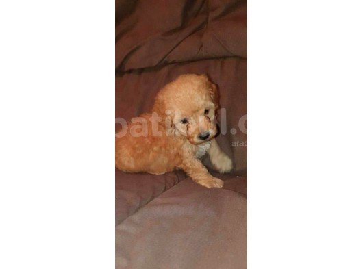Üreti̇m Çi̇ftli̇ği̇mi̇zden Malti̇poo Yavrular görsel