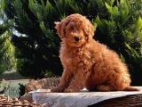 Mükemmel Kali̇tede Toy Poodle Yavru
