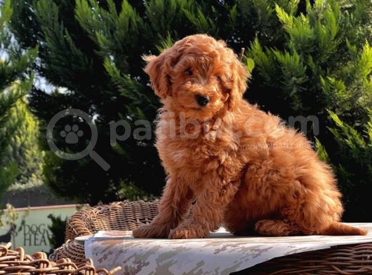 Mükemmel Kali̇tede Toy Poodle Yavru görsel