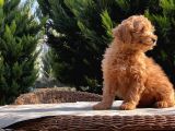 Mükemmel Kali̇tede Toy Poodle Yavru