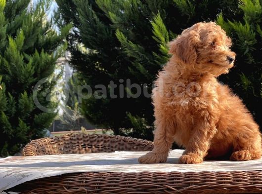 Mükemmel Kali̇tede Toy Poodle Yavru görsel