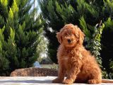 Mükemmel Kali̇tede Toy Poodle Yavru