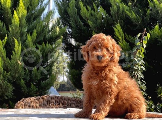 Mükemmel Kali̇tede Toy Poodle Yavru görsel