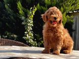 Mükemmel Kali̇tede Toy Poodle Yavru
