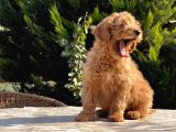Mükemmel Kali̇tede Toy Poodle Yavru