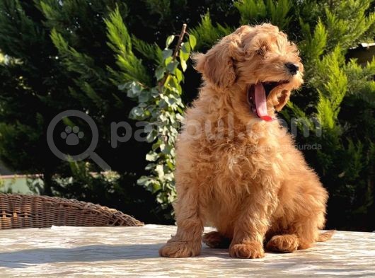 Mükemmel Kali̇tede Toy Poodle Yavru görsel