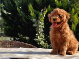Mükemmel Kali̇tede Toy Poodle Yavru