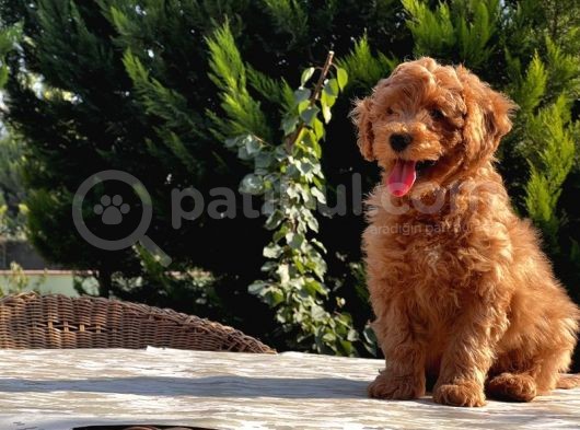 Mükemmel Kali̇tede Toy Poodle Yavru görsel