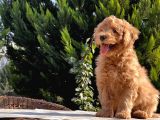 Mükemmel Kali̇tede Toy Poodle Yavru