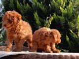 Mükemmel Kali̇tede Toy Poodle Yavru
