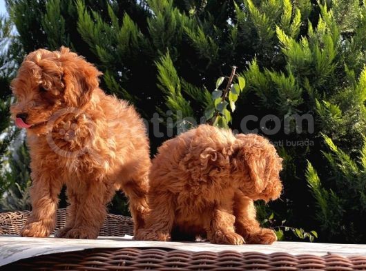 Mükemmel Kali̇tede Toy Poodle Yavru görsel