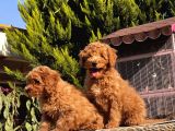 Mükemmel Kali̇tede Toy Poodle Yavru