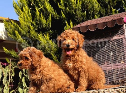 Mükemmel Kali̇tede Toy Poodle Yavru görsel