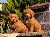 Mükemmel Kali̇tede Toy Poodle Yavru
