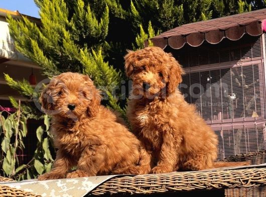 Mükemmel Kali̇tede Toy Poodle Yavru