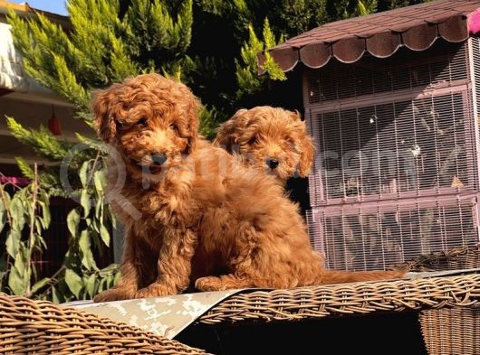 Mükemmel Kali̇tede Toy Poodle Yavru görsel