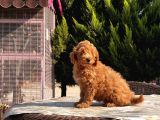 Mükemmel Kali̇tede Toy Poodle Yavru