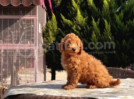 Mükemmel Kali̇tede Toy Poodle Yavru görsel