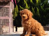 Mükemmel Kali̇tede Toy Poodle Yavru