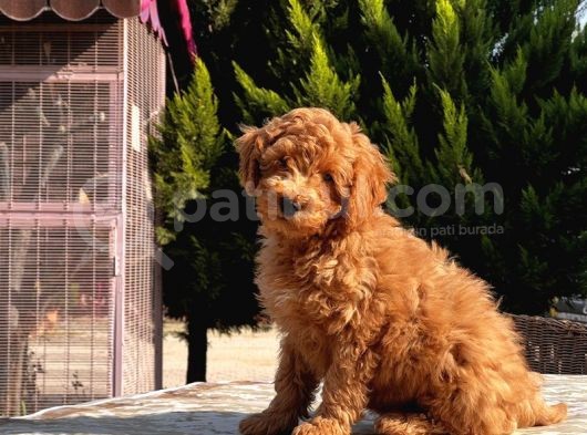 Mükemmel Kali̇tede Toy Poodle Yavru görsel