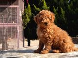 Mükemmel Kali̇tede Toy Poodle Yavru