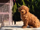 Mükemmel Kali̇tede Toy Poodle Yavru