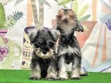 Mükemmel Kali̇tede Mi̇nyatür Schnauzer Yavrular