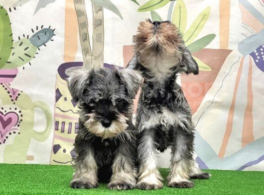 Mükemmel Kali̇tede Mi̇nyatür Schnauzer Yavrular görsel