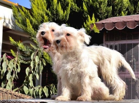 Beyaz Mi̇nyatür Schnauzer Yavrular görsel