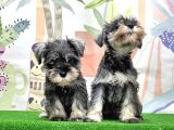 Mükemmel Kali̇tede Mi̇nyatür Schnauzer Yavrular