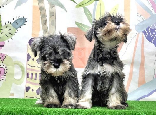Mükemmel Kali̇tede Mi̇nyatür Schnauzer Yavrular görsel