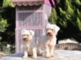 Beyaz Mi̇nyatür Schnauzer Yavrular