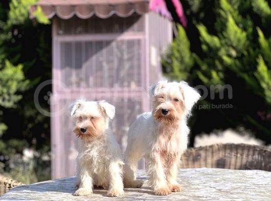 Beyaz Mi̇nyatür Schnauzer Yavrular