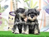 Mükemmel Kali̇tede Mi̇nyatür Schnauzer Yavrular