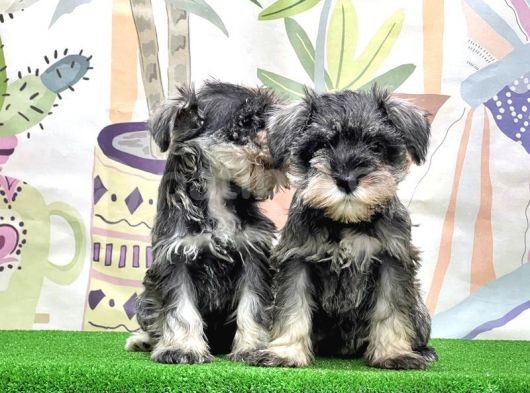 Mükemmel Kali̇tede Mi̇nyatür Schnauzer Yavrular görsel